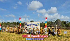 Lanal Bintan Dukung Ketahanan Pangan Melalui Kegiatan Panen Perdana Padi Gogo, Perkuat Sinergi TNI–Masyarakat