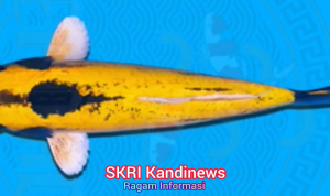 Mengenal Ikan Hias Asli Sukabumi: Domas, Si “Banana Fish” yang Sarat Makna