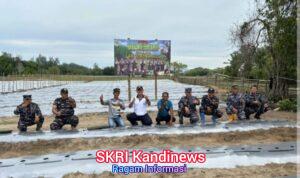 Sinergi TNI AL dan Petani, Danlanal Bengkulu Pimpin Giat Penanaman dan Panen di Lahan Ketahanan Pangan