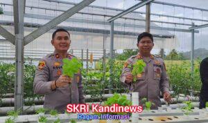 Sayuran Hidroponik Loji Simpenan, Penopang Program Makan Bergizi Gratis