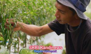 Harga Sayur Lebih Stabil Setelah Ada MBG, Petani Boyolali Harap Program Terus Berlanjut