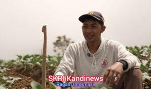 Petani Sayur di Boyolali Tersenyum Berkat MBG, Harga Naik dan Permintaan Meningkat