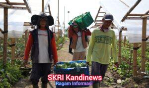 Penghasilan Naik, Uang Sekolah Terjamin, Petani di Cipanas Rasakan Dampak Nyata MBG