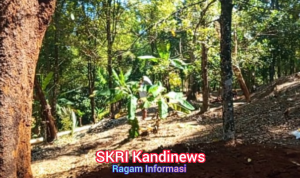 Dari Alam ke Pasar Potensi Kebun Kecamatan Cikakak Sukabumi Tingkatkan Kesejahteraan