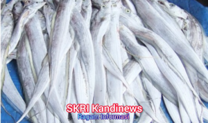 Ikan Layur dari Laut Sukabumi Kaya Gizi Cocok Untuk Menuharian