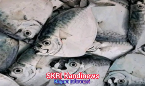 Sehari-hari Penuh Giji dan Manfaat Kesehatan dengan Ikan Etemen Sukabumi